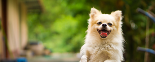 The Future of Pet Care is Now at Your Doorstep