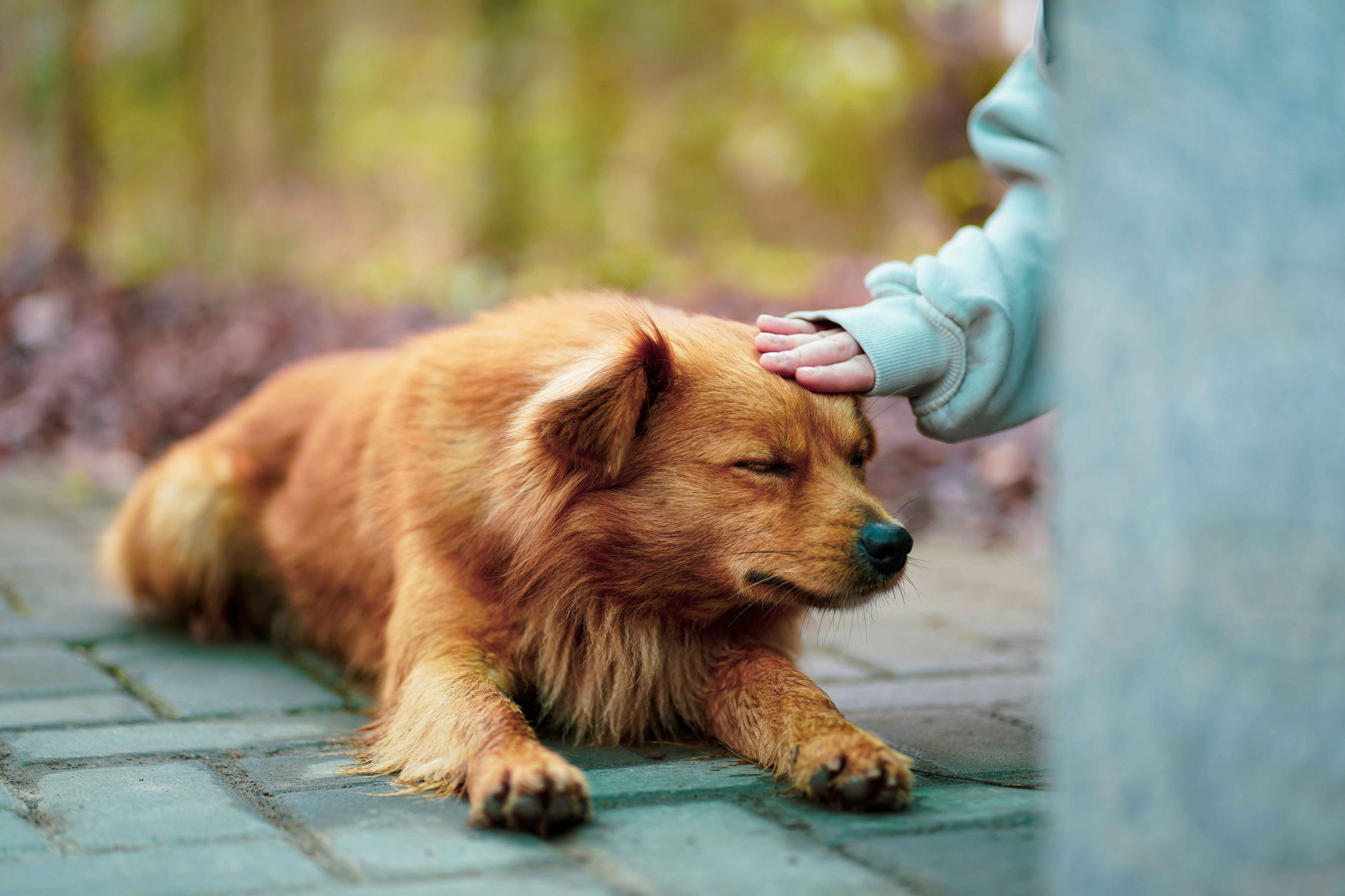 Pet Mental Wellness: Scent Work, Music Therapy & Beyond