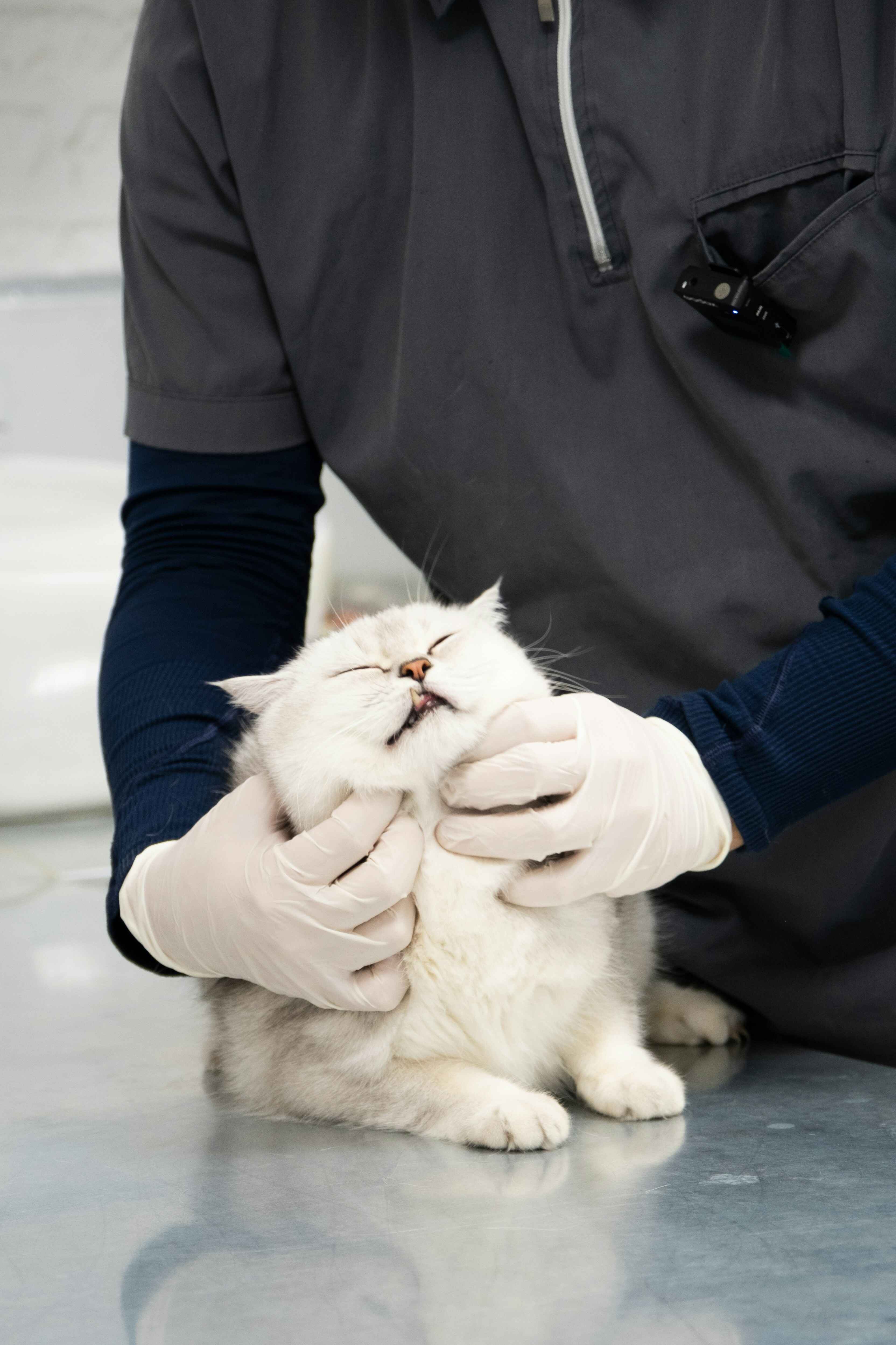What pet vaccinations are, when they should be given, and why they matter.