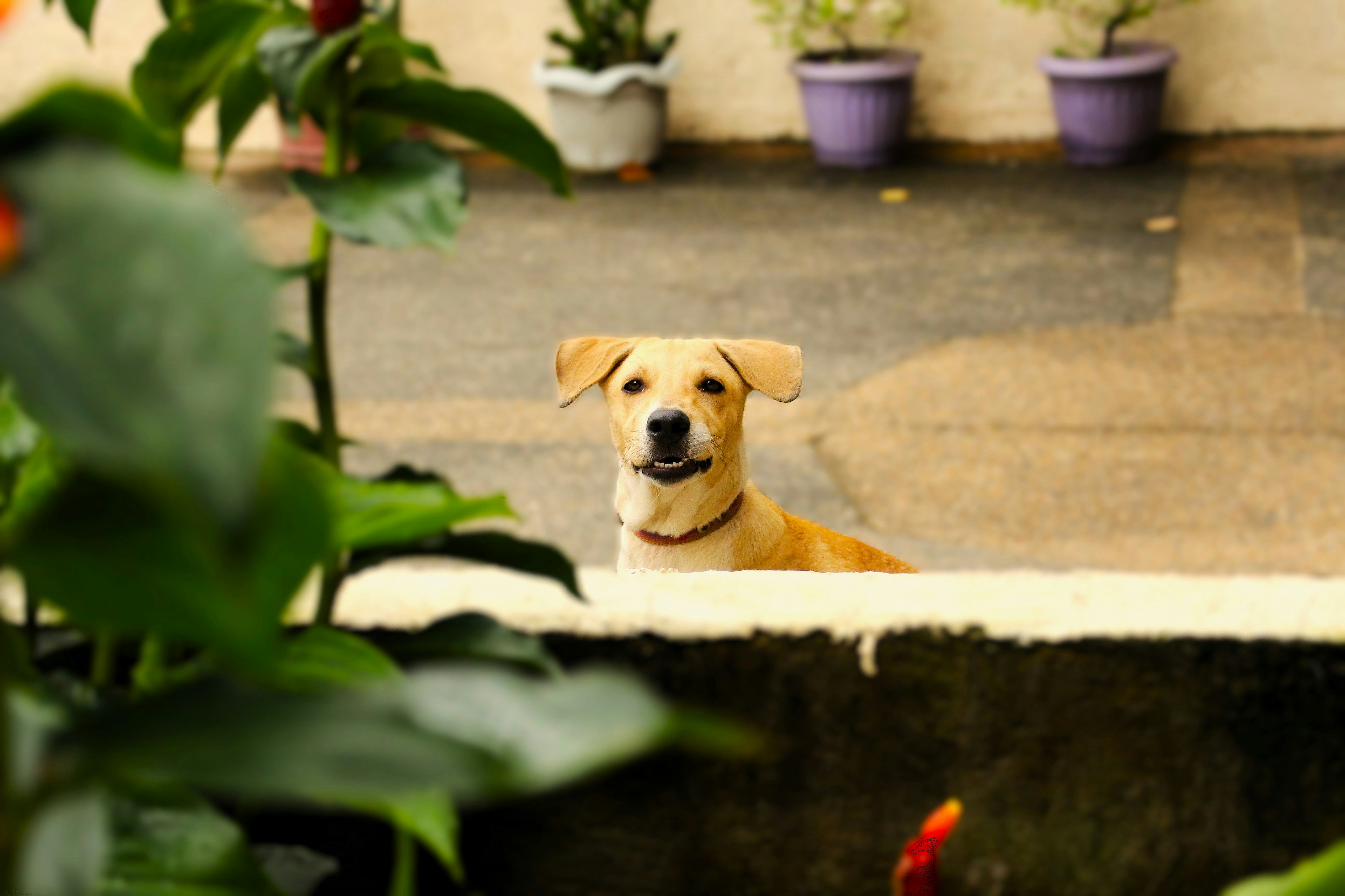 Top Tips for a Pet-Friendly Bengaluru Home