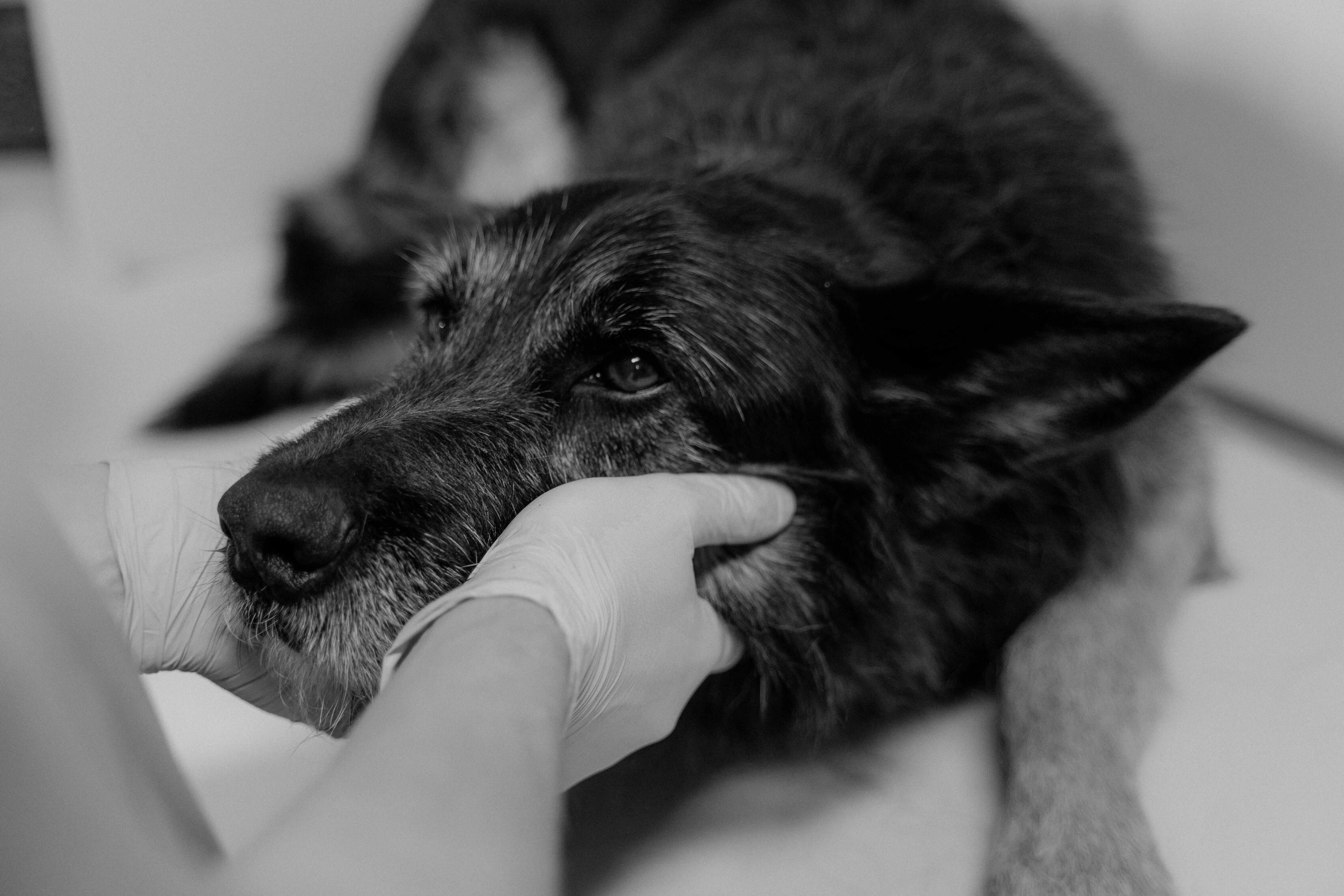 When Your Pet Has a Fever: What to Do Before the Vet Arrives