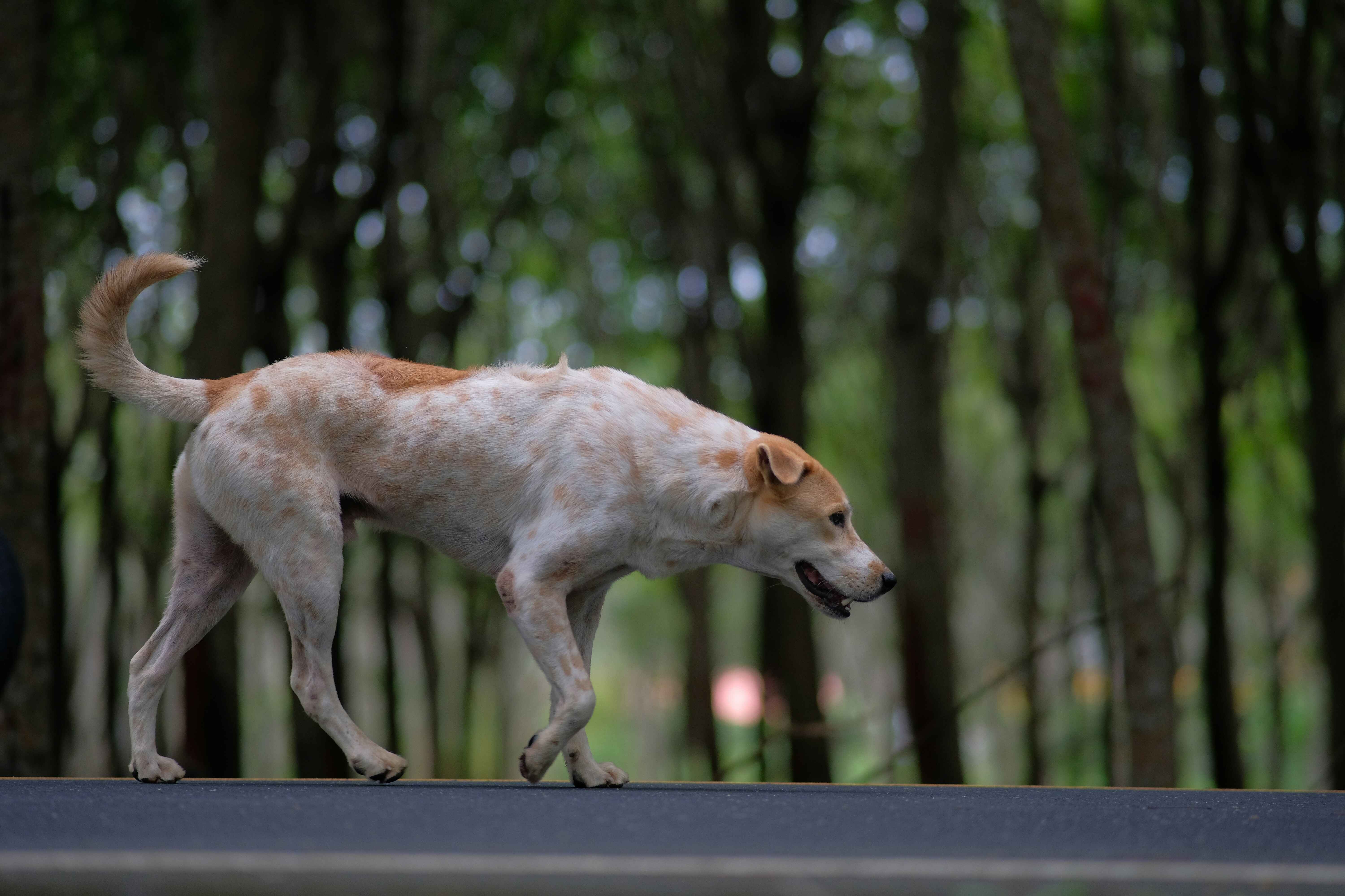 Pets and Air Pollution in Indian Cities – Health Risks & Solutions