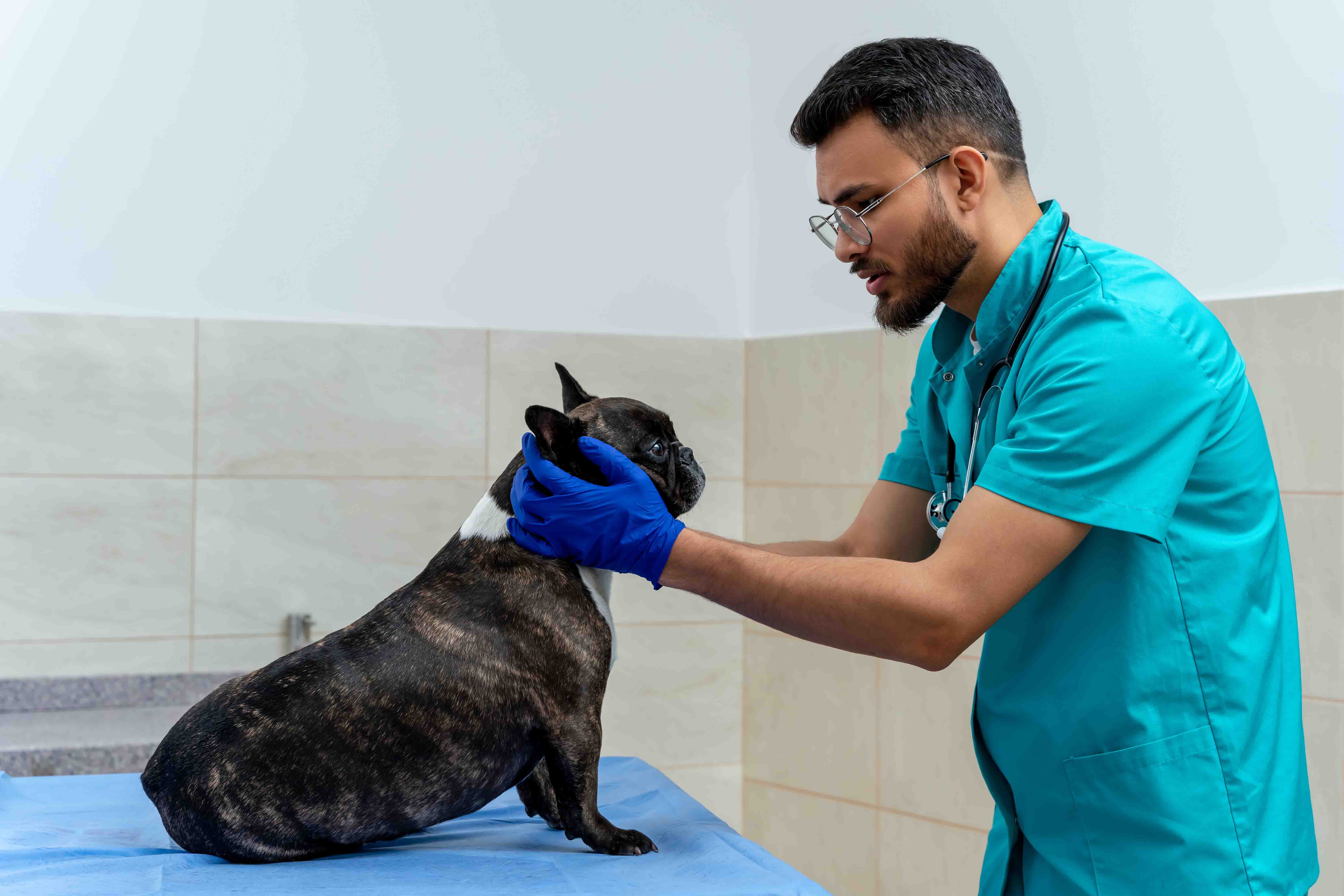 Vet Home Visit